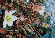 64 Elleborus niger (Ellebori) in fiore  